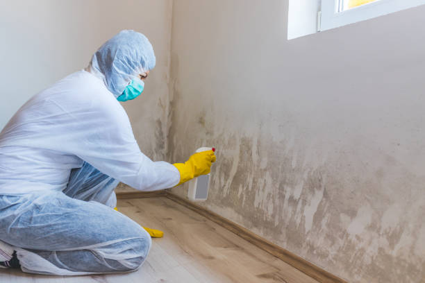 Licensed Mold Remediation service in Evergreen, CO - 24 Hour Mold Removal