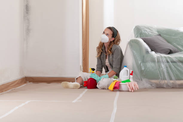 Reliable Mold Remediation contractor in Evergreen, CO by 24 Hour Mold Removal
