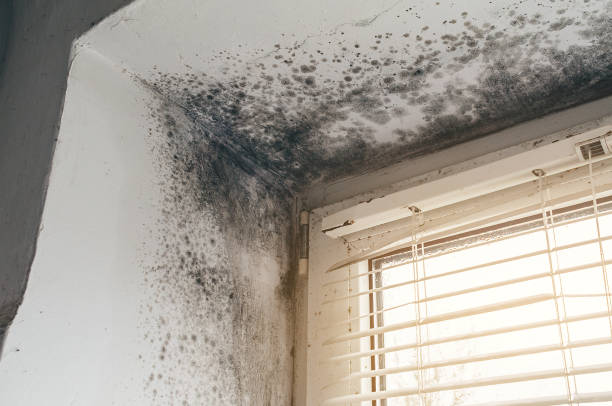 Affordable Mold Remediation solutions in Evergreen, CO